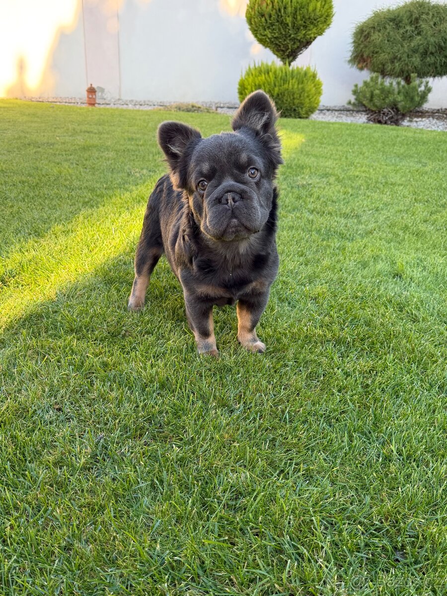 Francouzsky buldoček blue tan dlhosrstá big rope fenka - 7