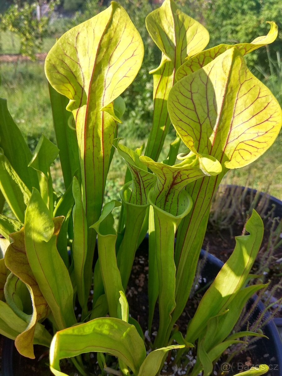 Venkovní masožravé rostliny - 7