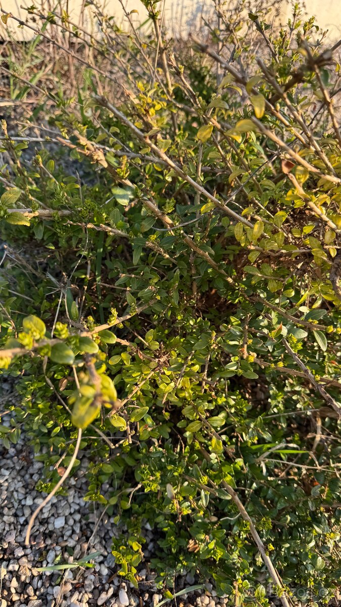 Levandule, bobkovišeň, barvínek - 7