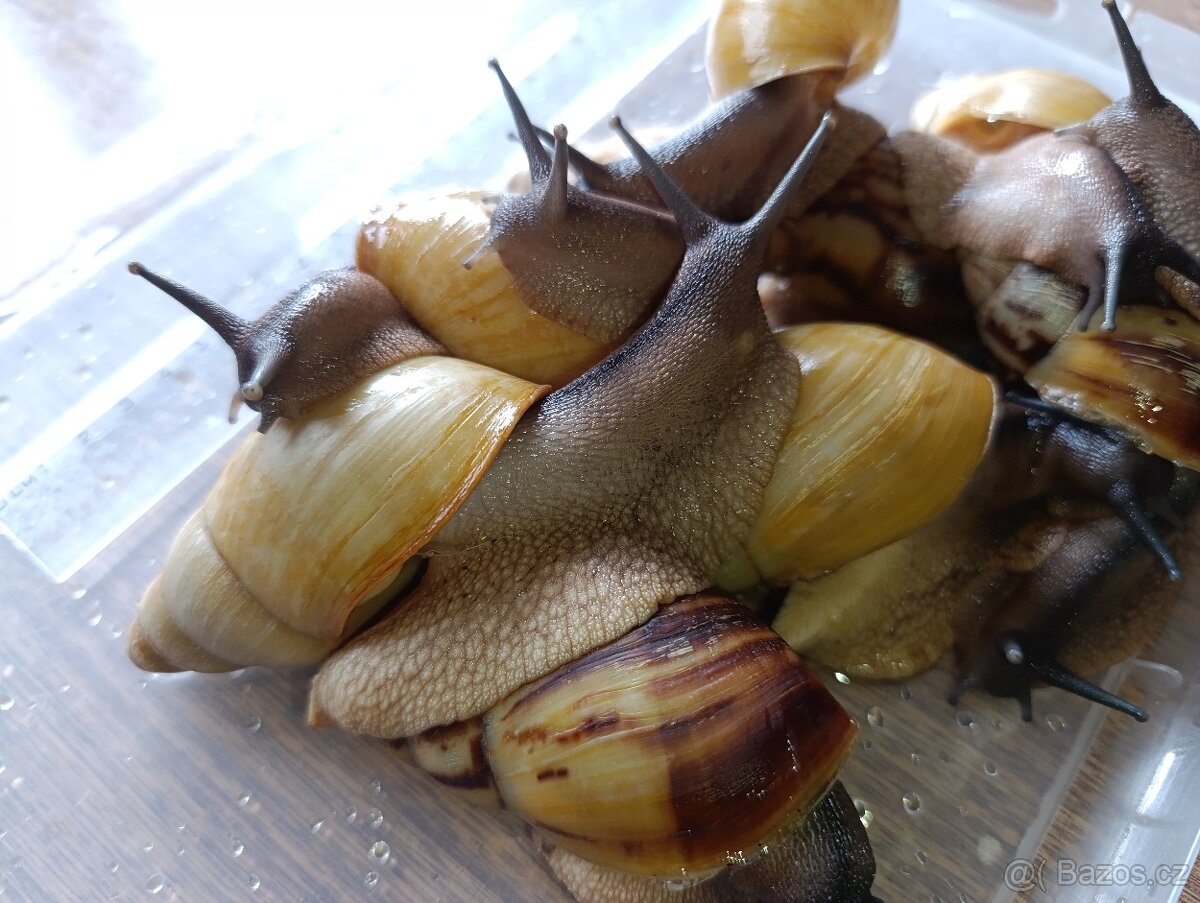 Archachatina marginata candefacta Cameroon - 7