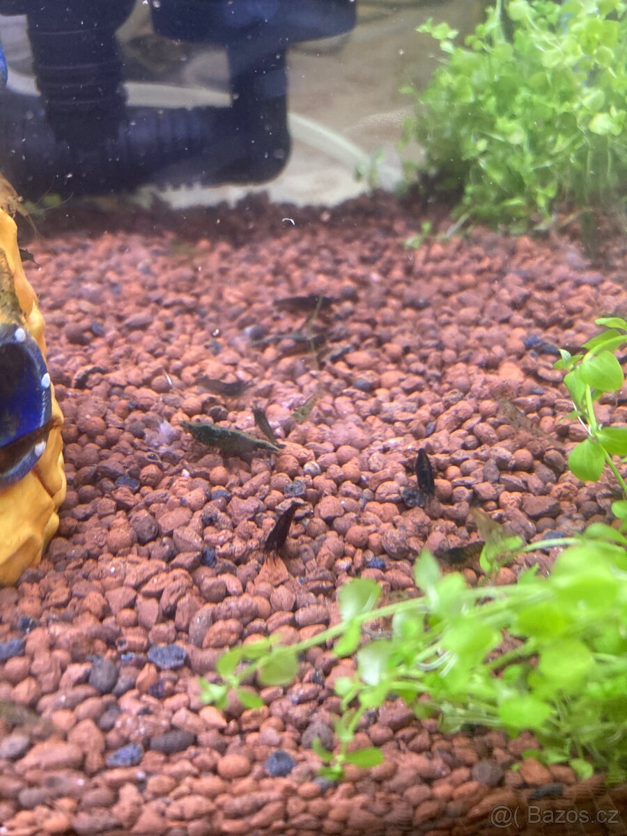 Krevetky Neocaridina (sladkovodní) - 7