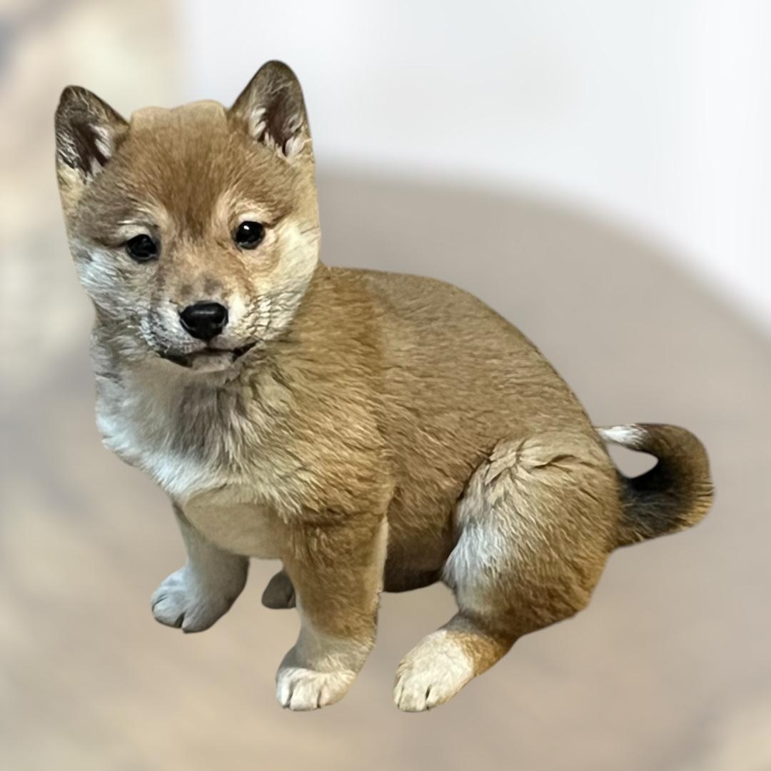 Shiba inu, šiba inu - 7
