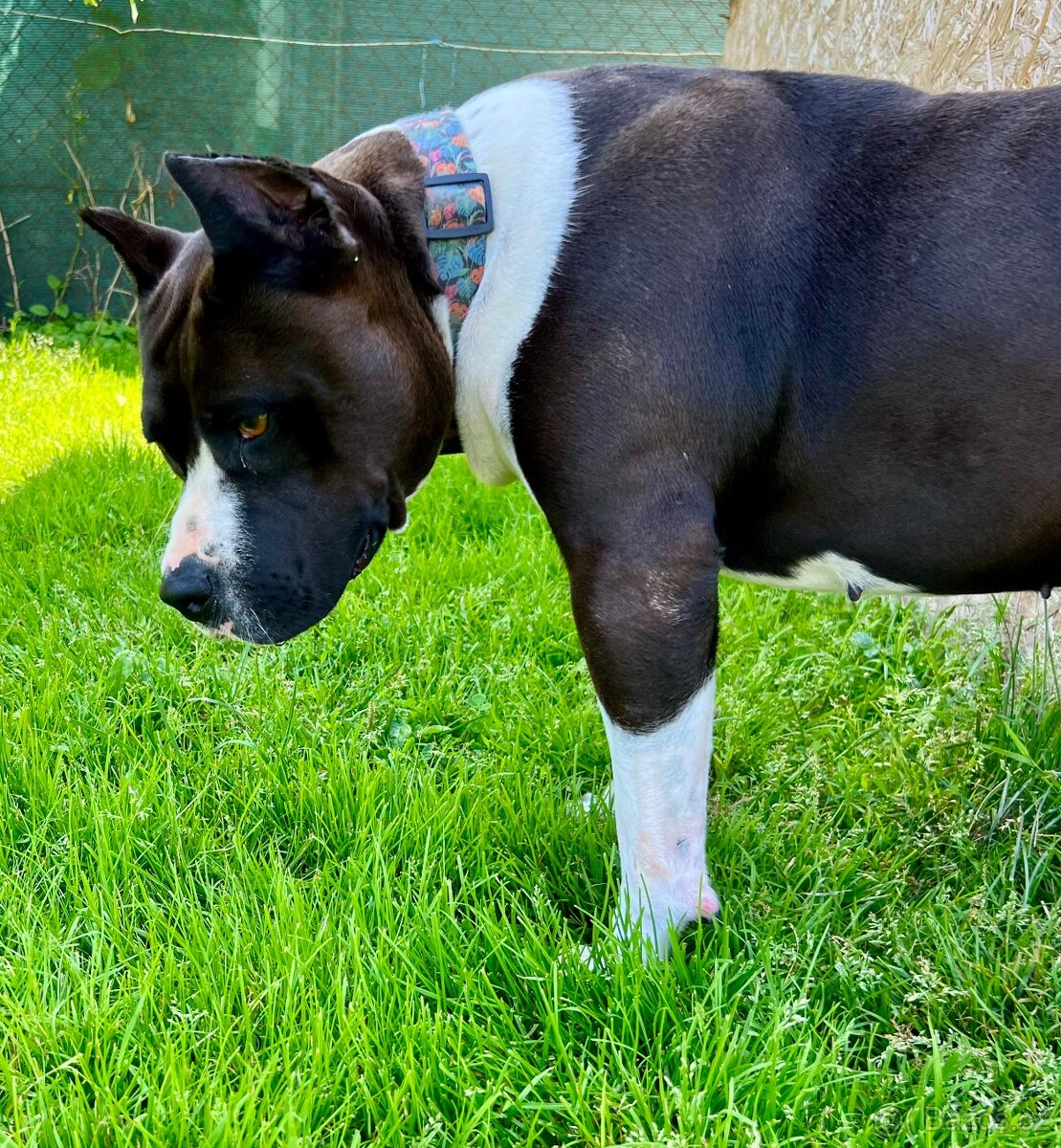 americký stafordšírský teriér - - 7