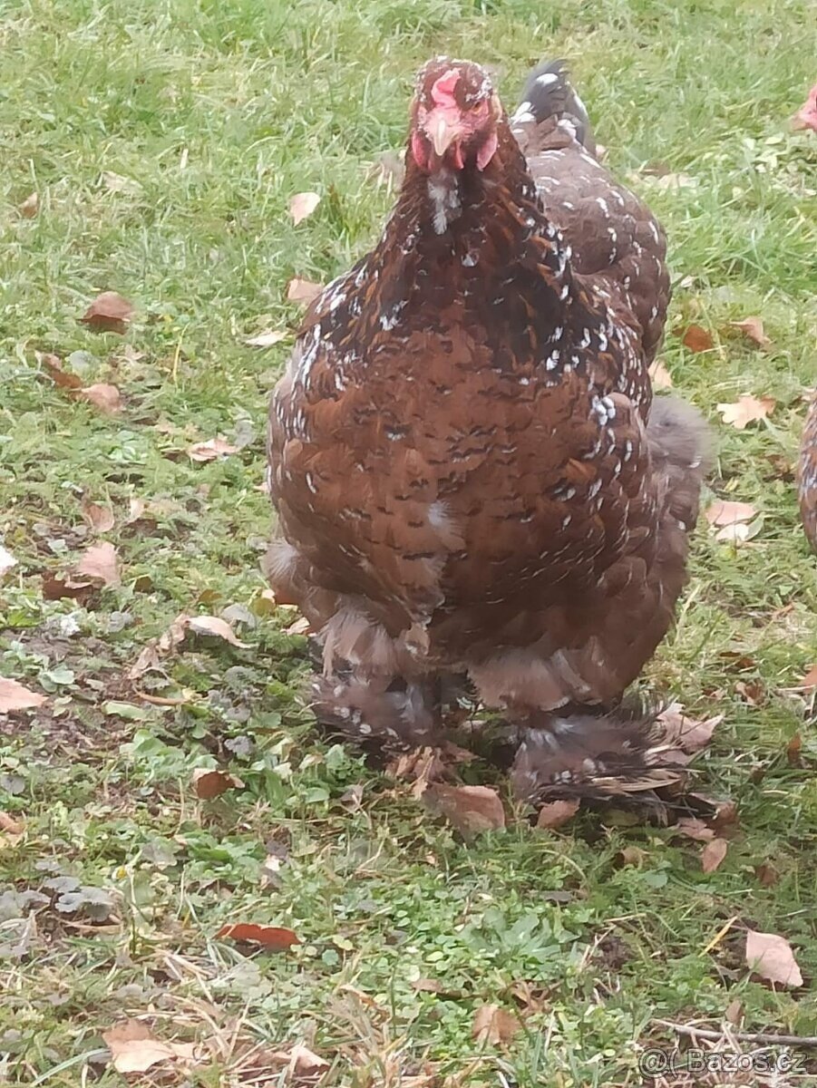 Brahmánka velká - 7