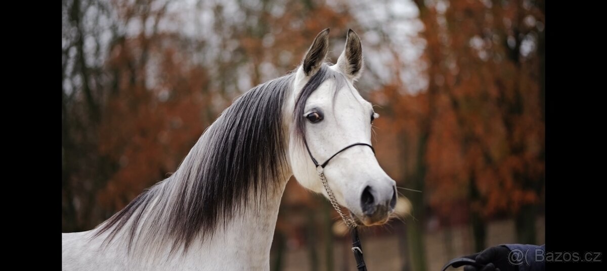 ARABSKÝ PLOKRVNÍK - 7