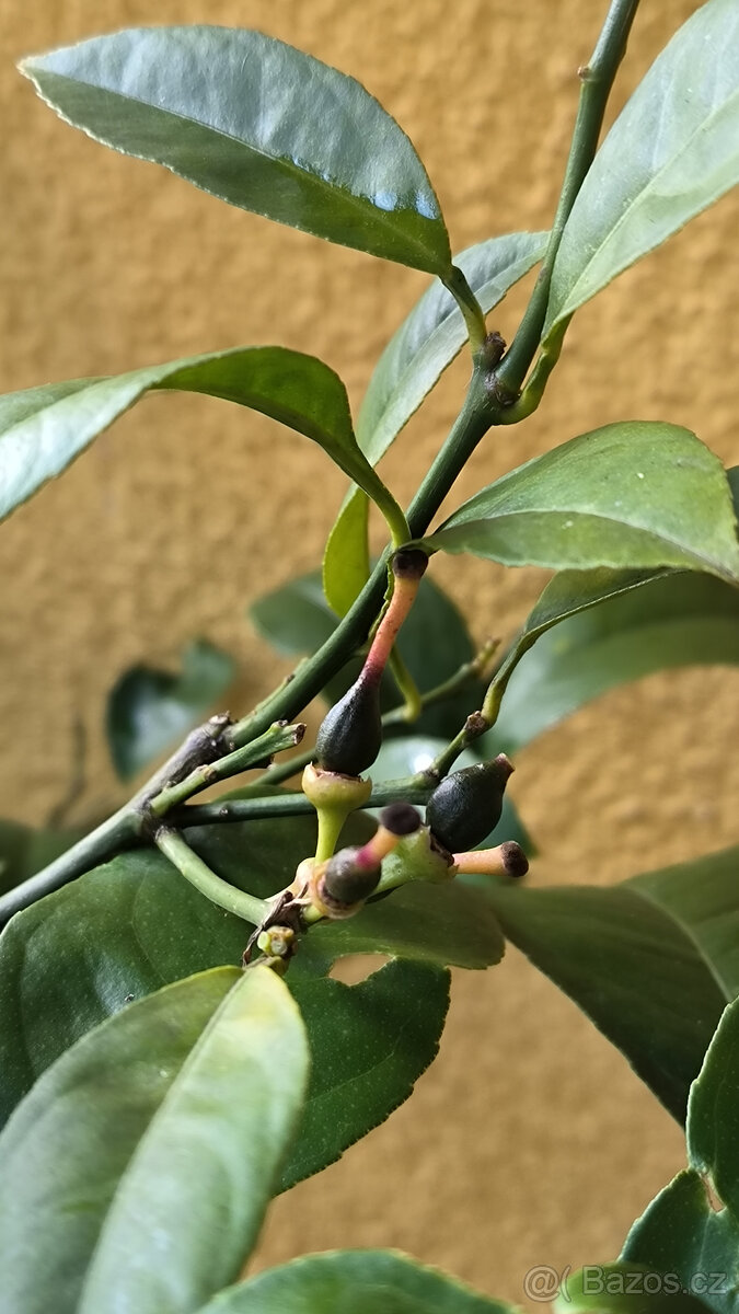 Prodám plodící citroník MEYER (č.68a) - 7