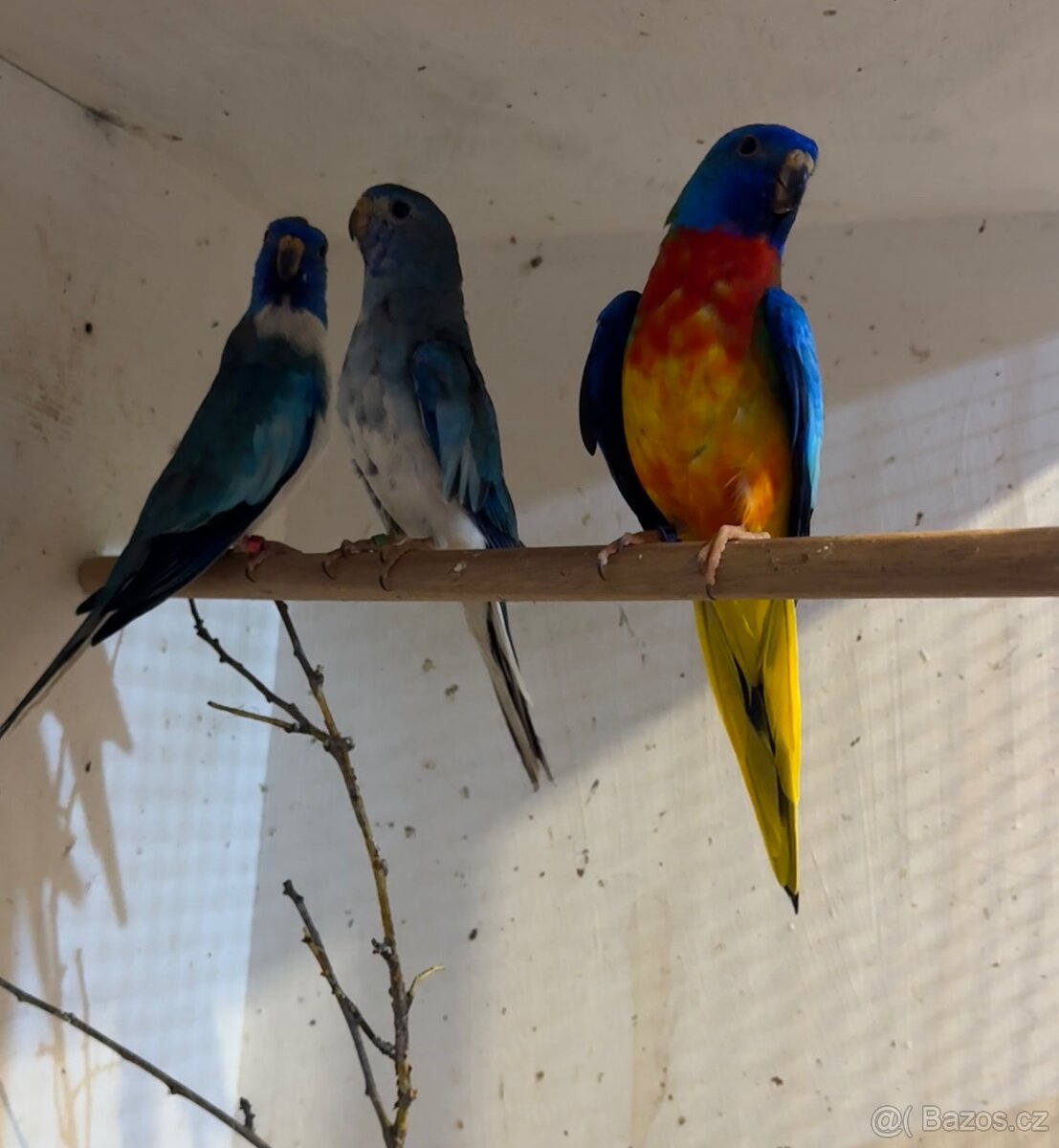 Neofema modrohlavá - 7