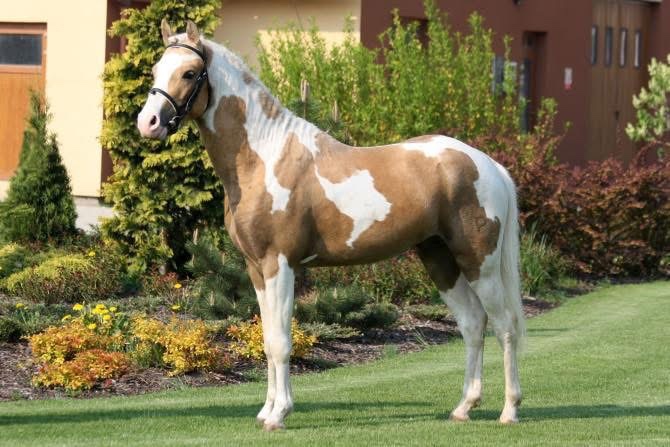 Pony hřebeček nar. 31.5.2025 - 7