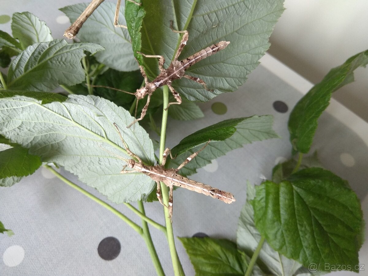 Strašilky a pakobylky - 7