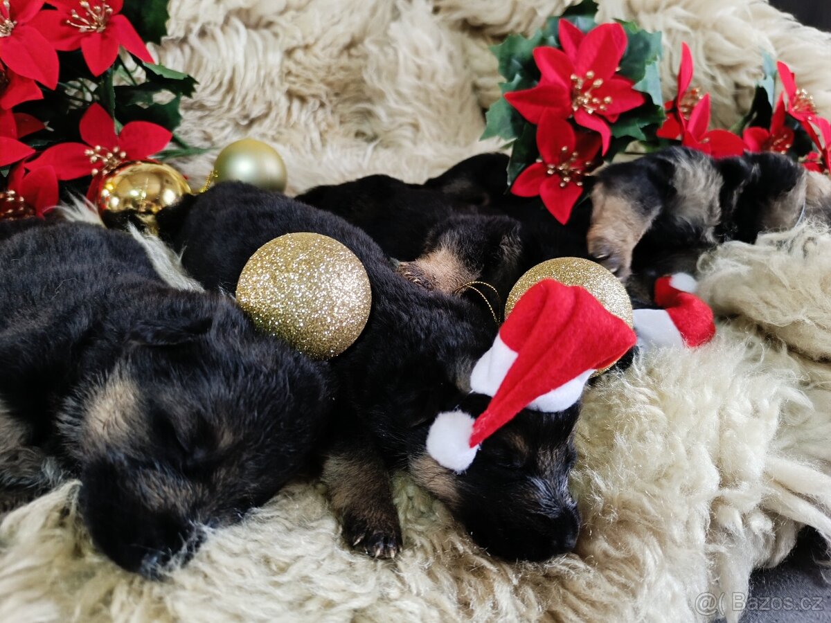 ŠTĚŇATA NĚMECKÉHO OVČÁKA TYPU REX - 7