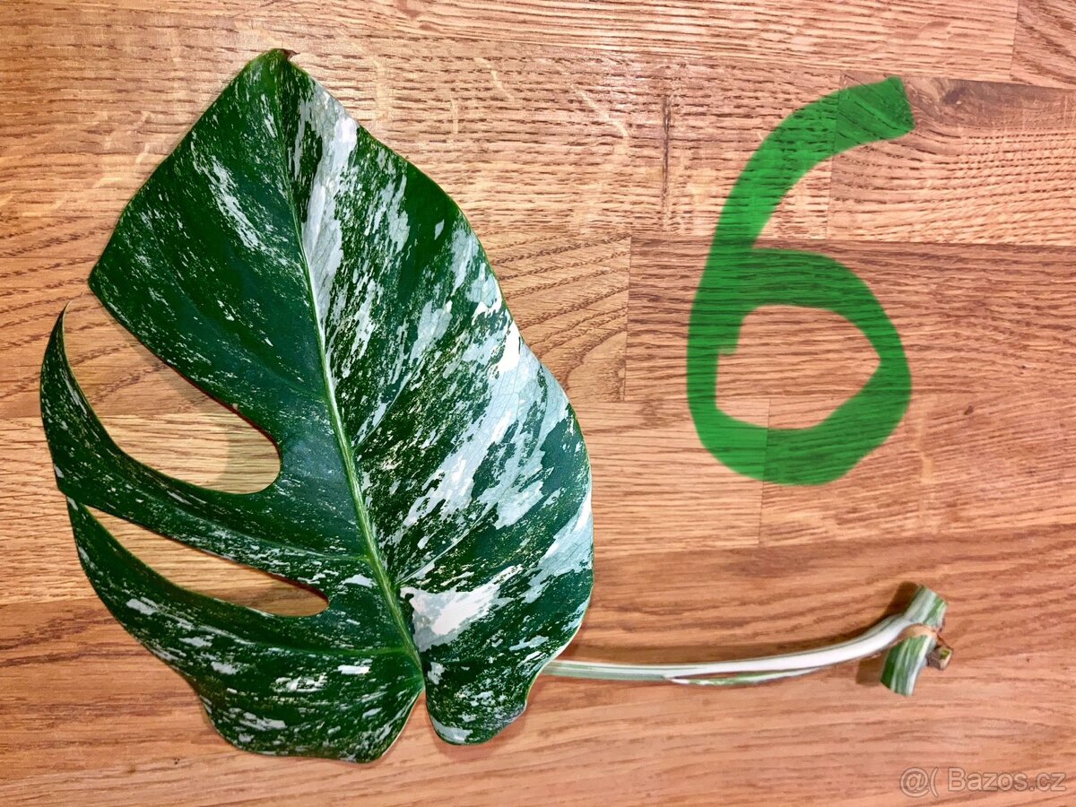 VYPRODÁNO Monstera albo variegata panašovaná bílá deliciosa - 7