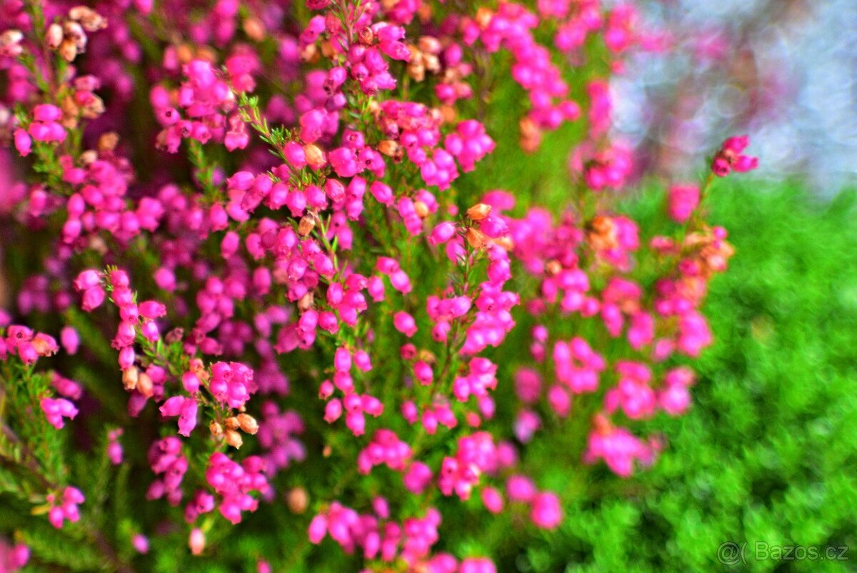 Helios MC 44M-5 2/58mm M42 TOP STAV - 7