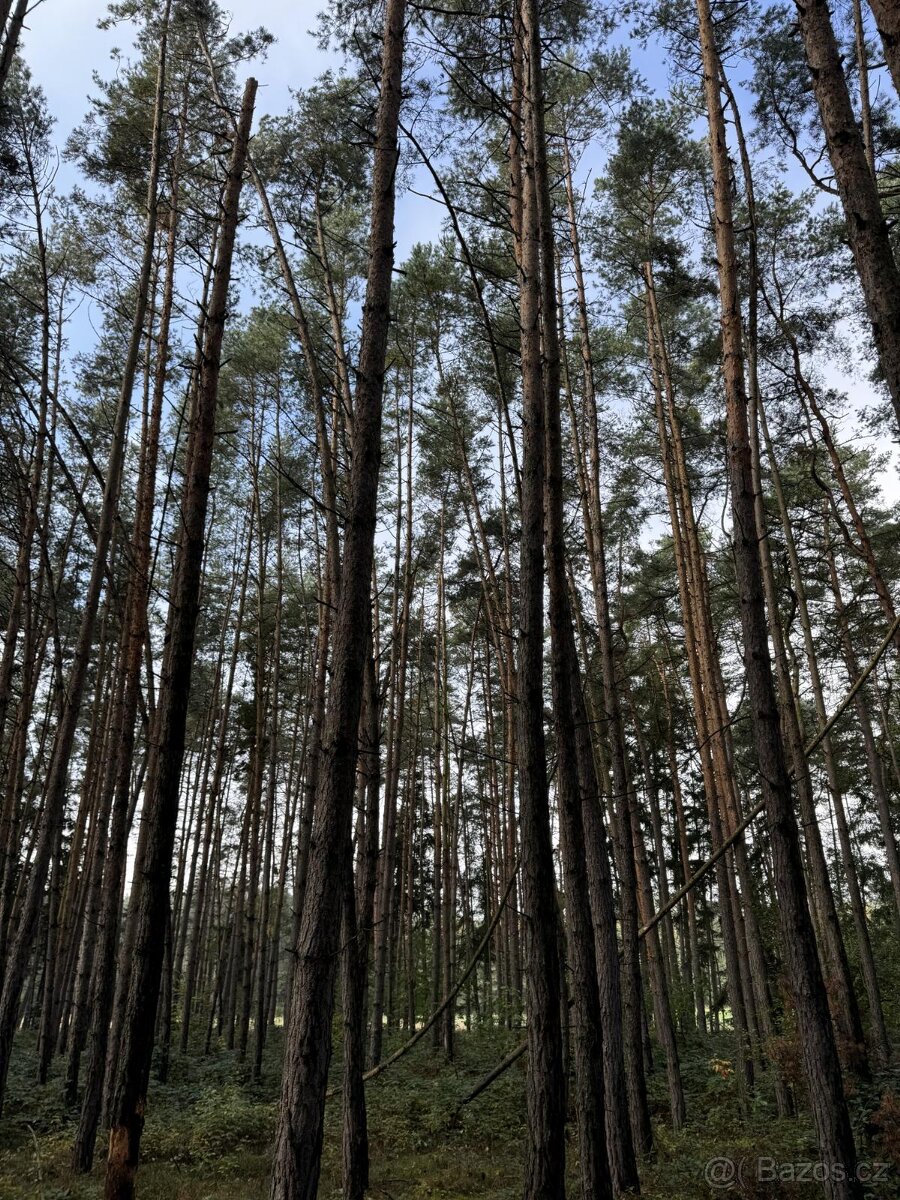 Prodám lesní pozemek v k.ú. Žichlice u Hromnic - 7