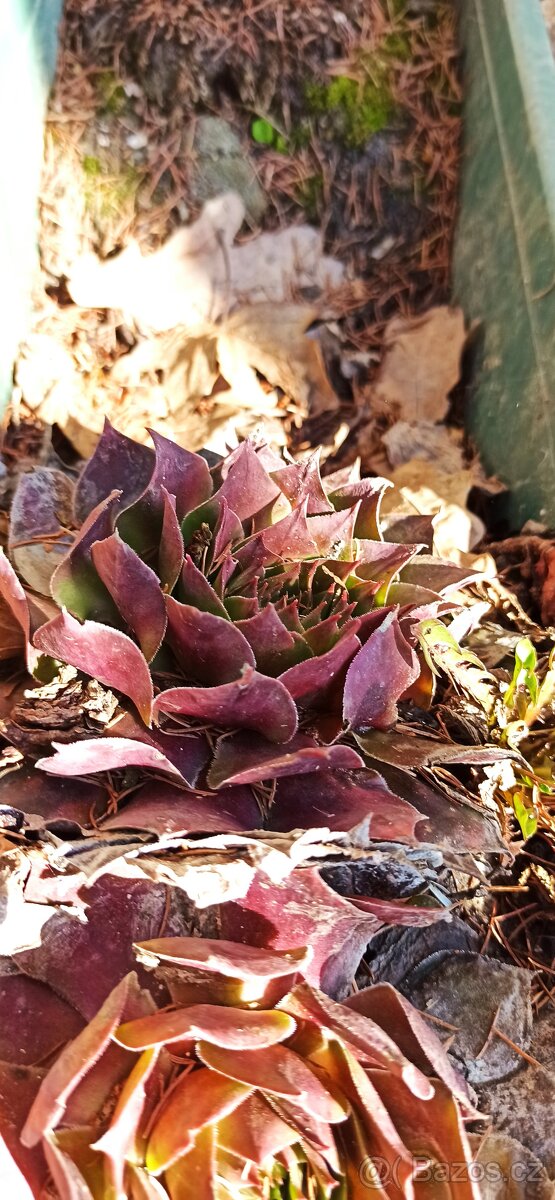 Jarní směs rostlin. - 7