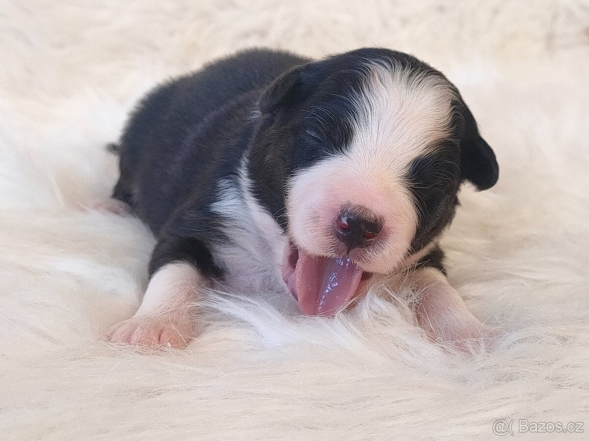 Australský ovčák s PP - fenečky k rezervaci - 7