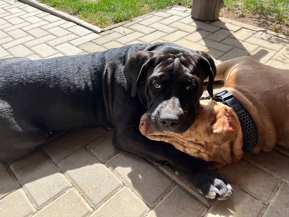 American Bully XL - 7