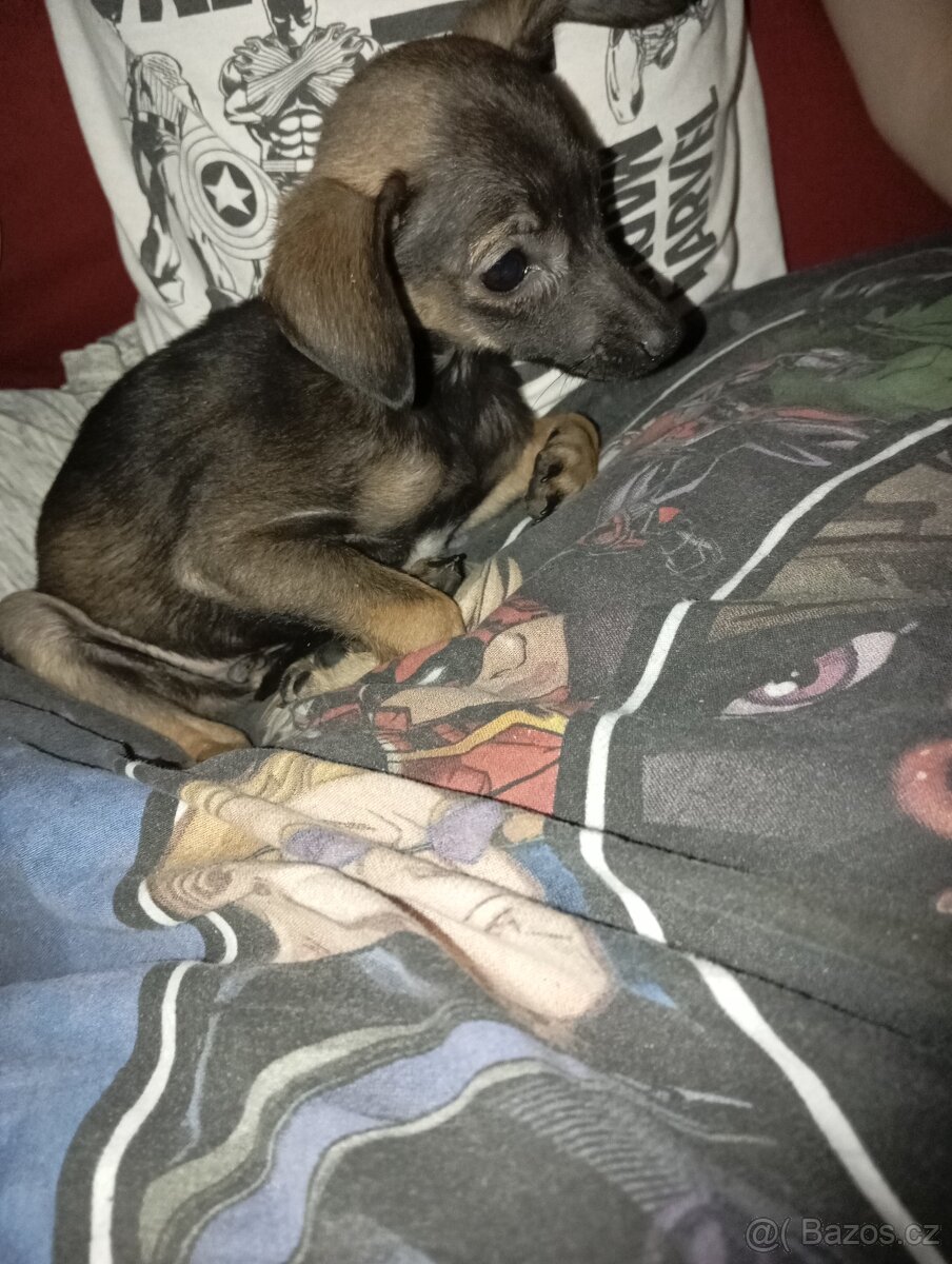Štěňátka - 7