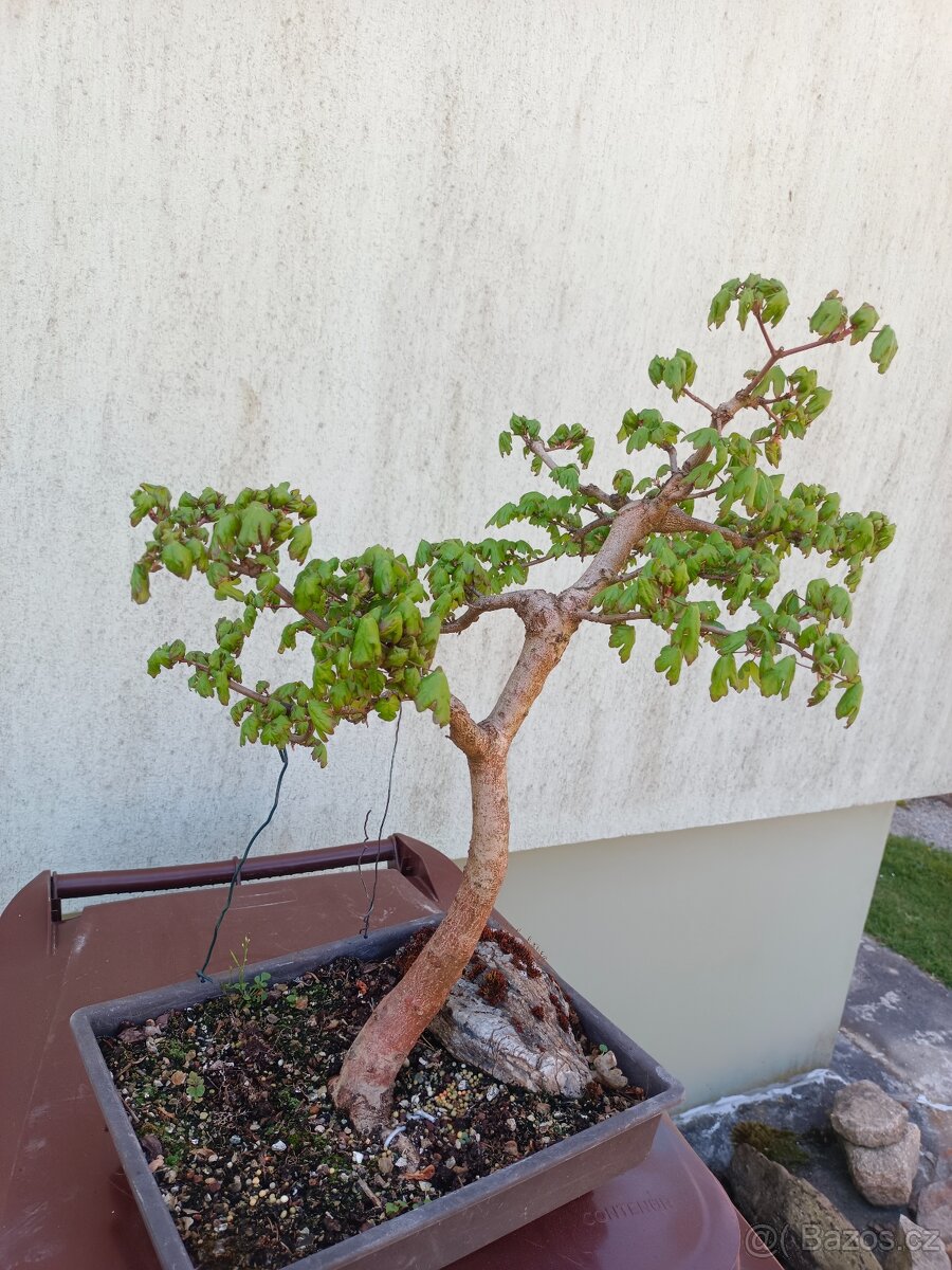 bonsai, bonsaj - 7