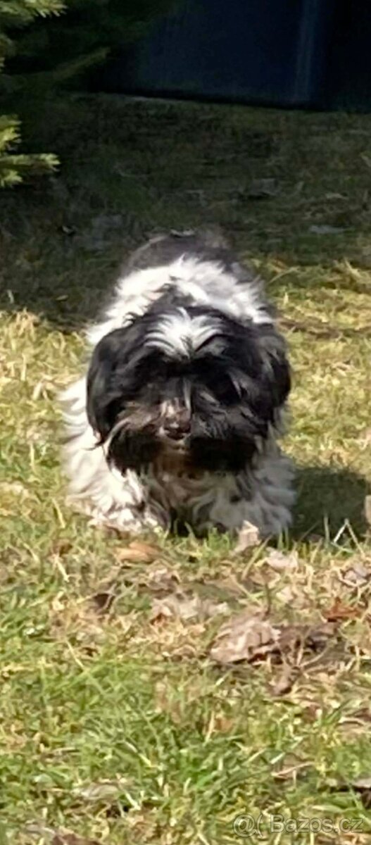 Biewer Jorkšírský teriér - 7