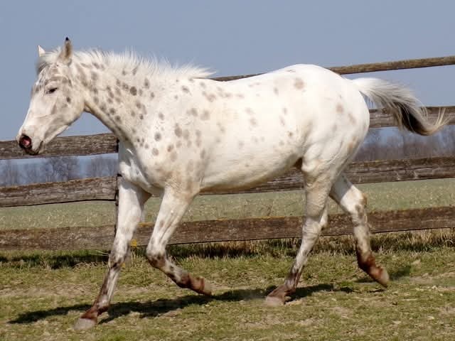 Appaloosa kobylka - 7