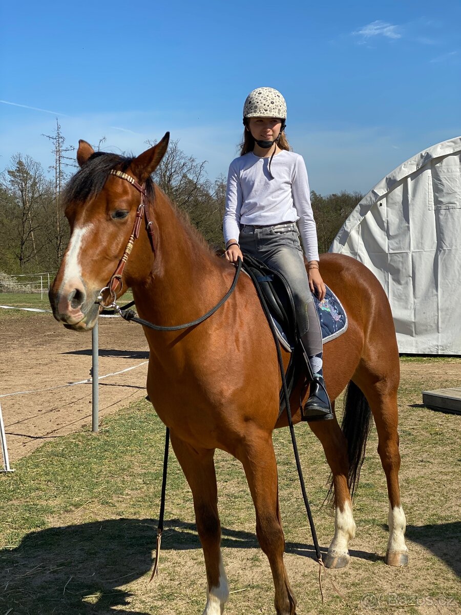 Prodám valacha quarter horse - 7