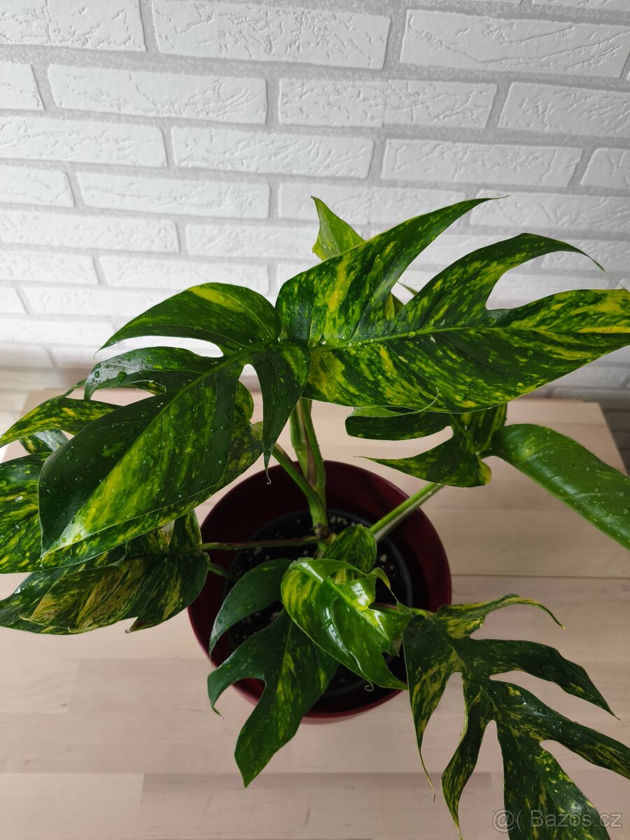 Epipremnum Golgfinger - 7