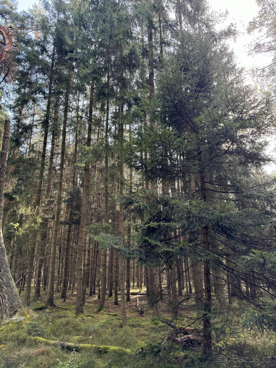 Prodám lesní pozemek v katastrálním území Žichlice u Hromnic - 7