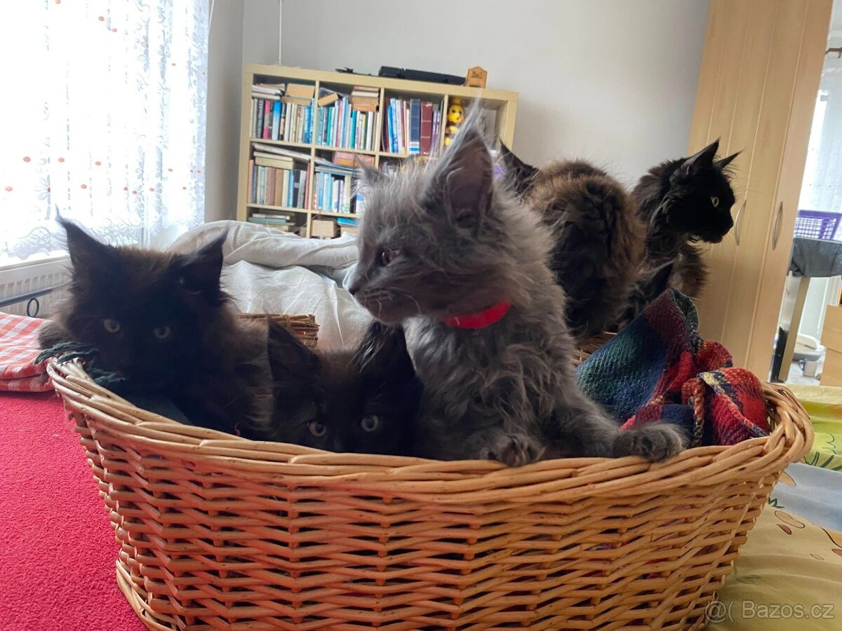 Čistokrevné mainské mývalí koťátko - blue smoked - holčička - 7