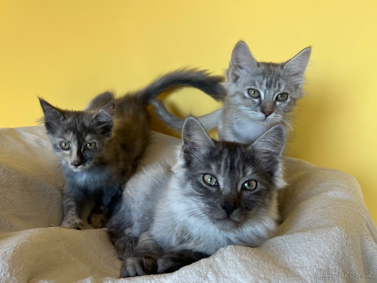 Mainská mývalí křížená koťátka - 7