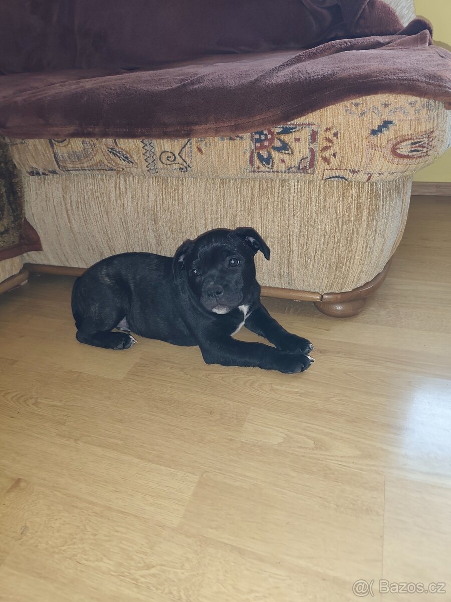 Nabídka psa - 7