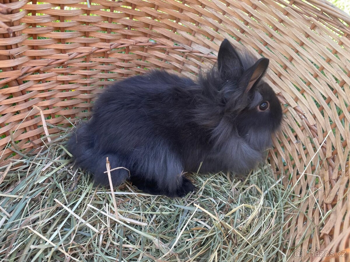 Zakrslí králíčci - 7