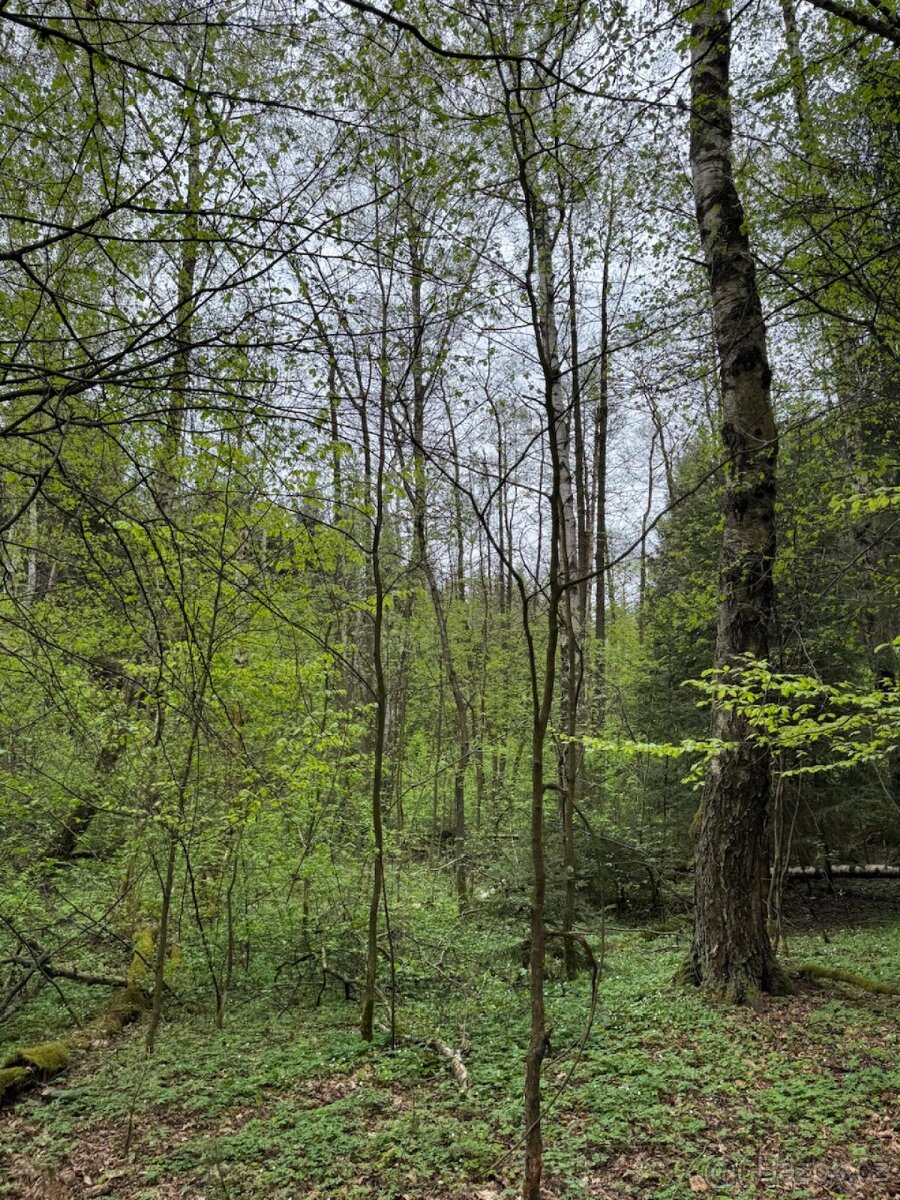 Prodám lesní pozemek v k.ú. Bednáreček - 7