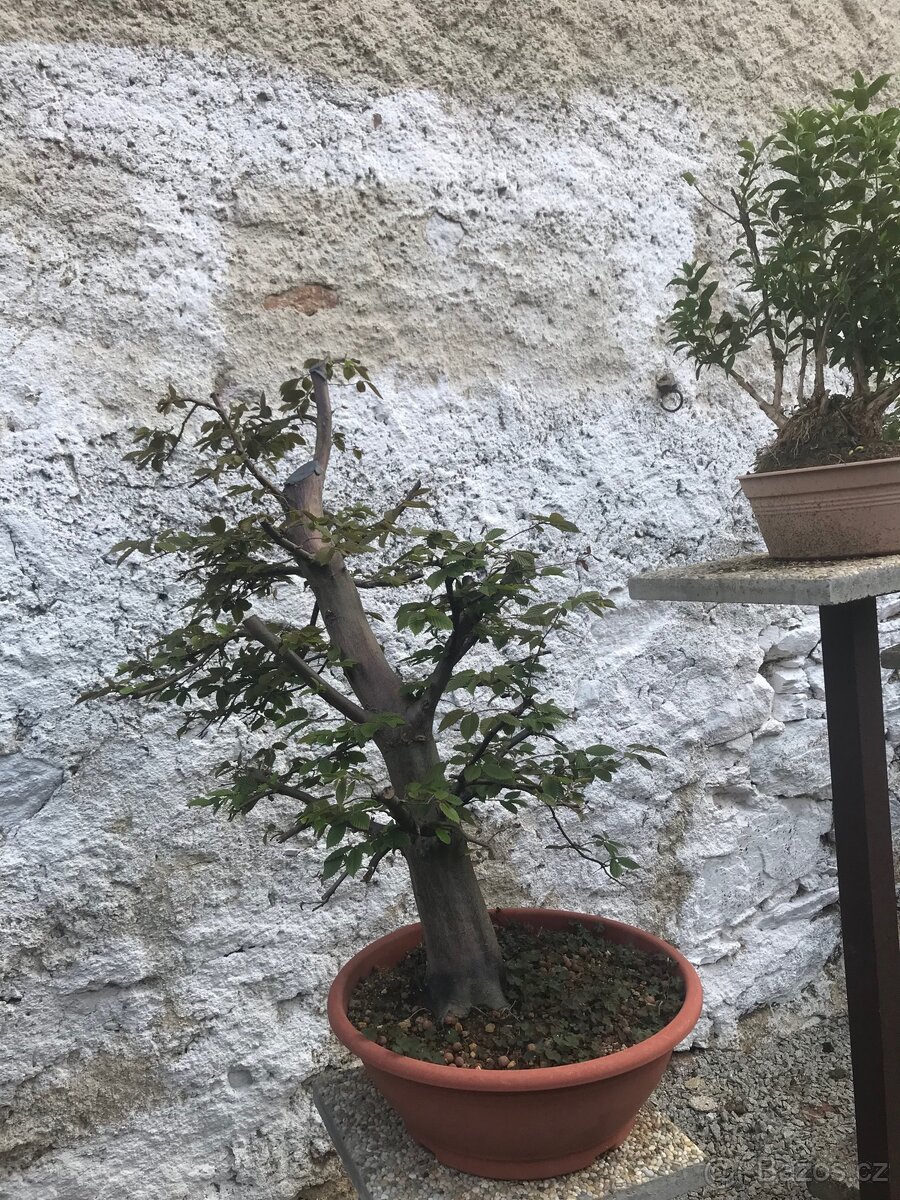 Bonsaj Bonsai - 7