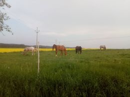 Ustájení Všechovice u Tišnova - 7