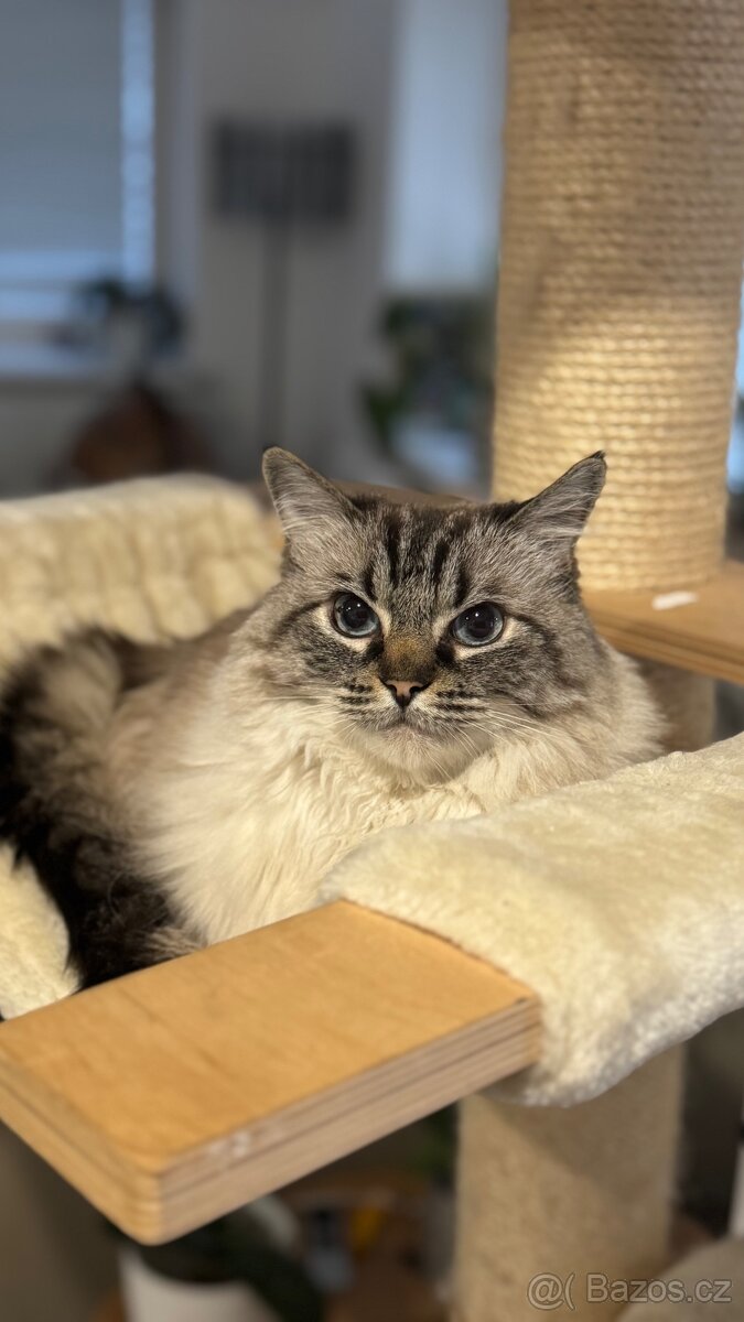 Ragdoll kocour a kočka - 7