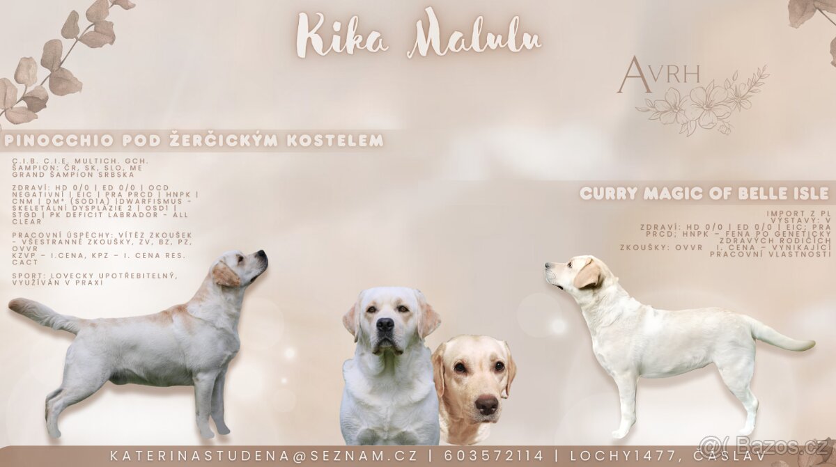 Labradorský retriever - 7