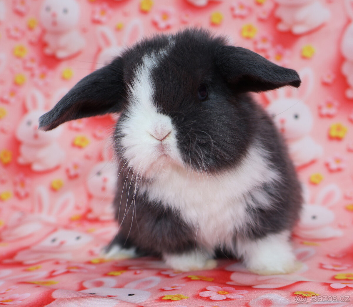 Zakrslý modrooký beránek - samička . - 7