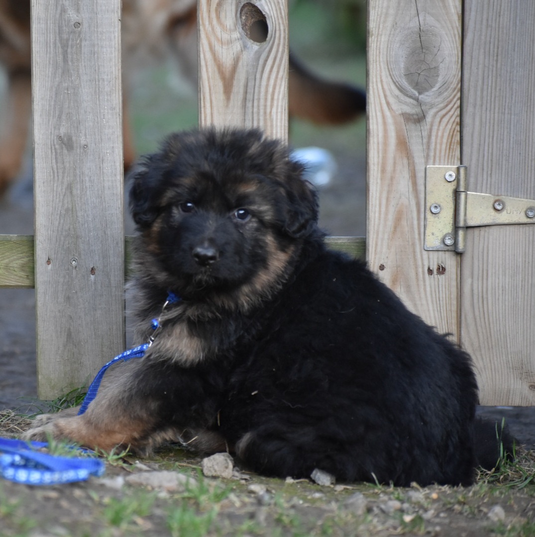 Německý ovčák s PP - 7