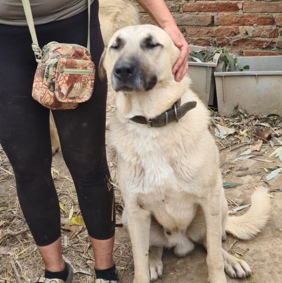 Kangalský pastevecký pes- štěňátka s pp - 7