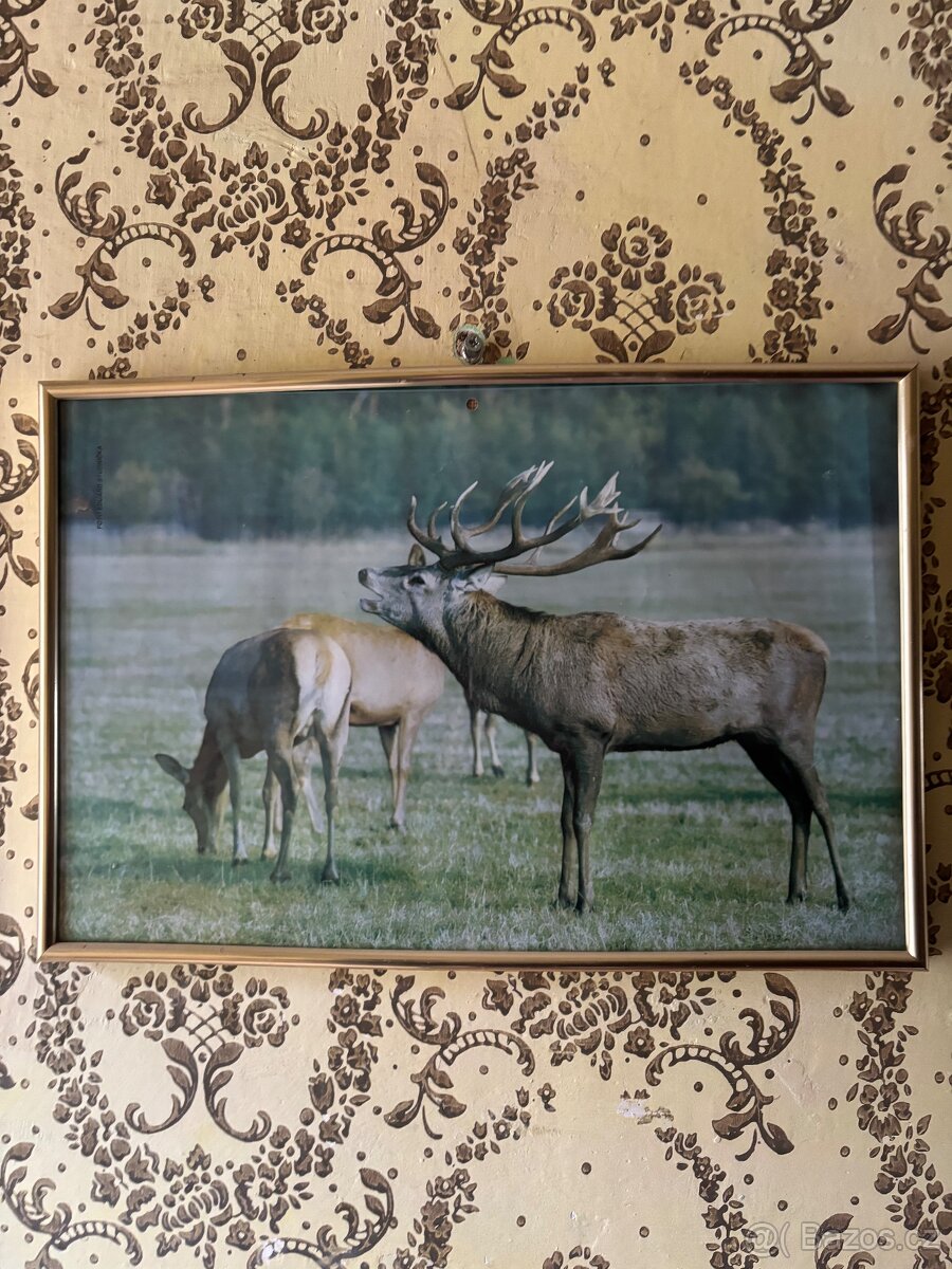 Zasklené obrázky - 7