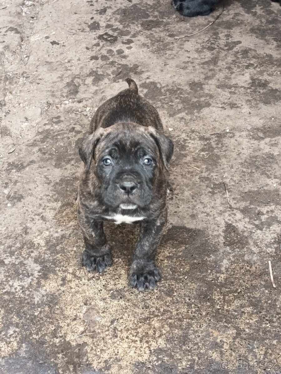 Cane Corso bez PP - 7