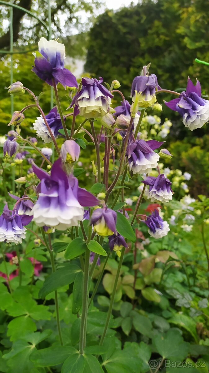 Ostřice, ibišek, huseník, orlíček, břečťan, touleň... - 7