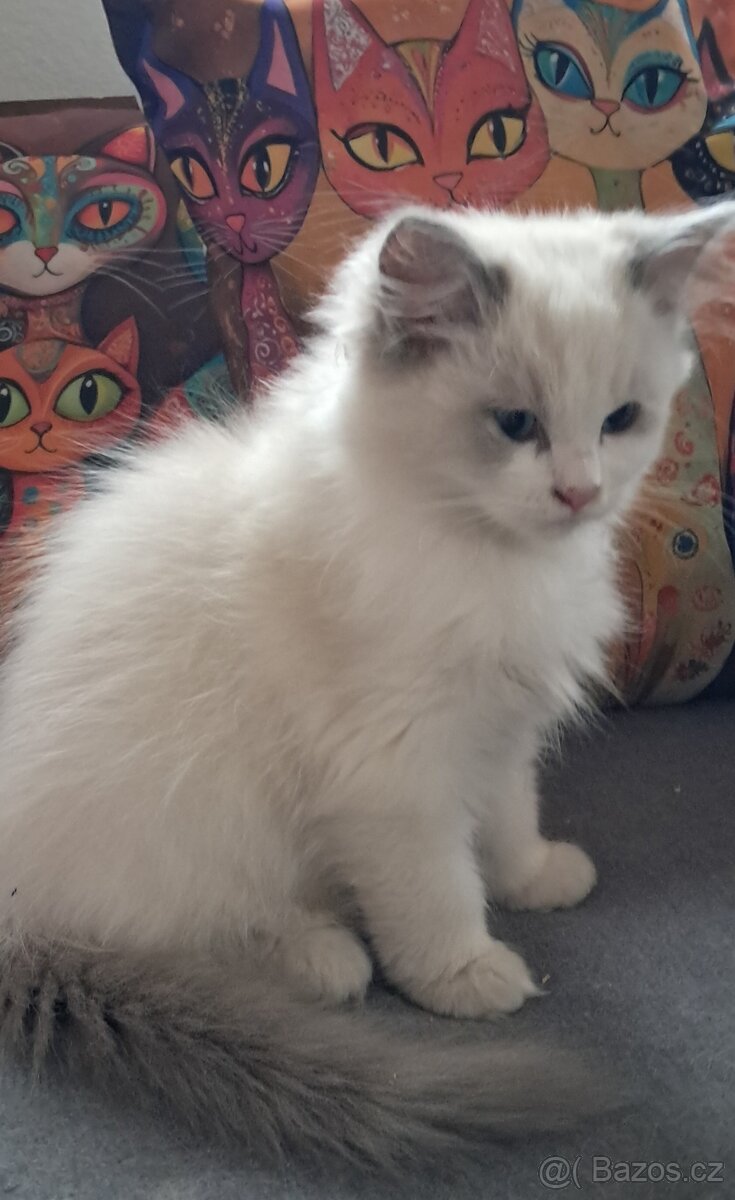 Koťátka ragdoll s PP (FIFE) - 7