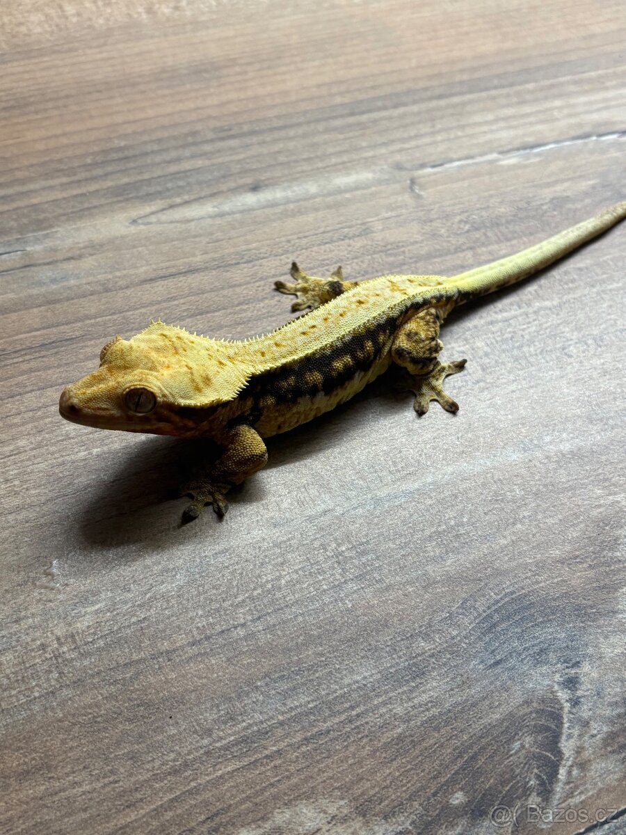 pagekon hrbolkohlavý,pagekon řasnatý - 7