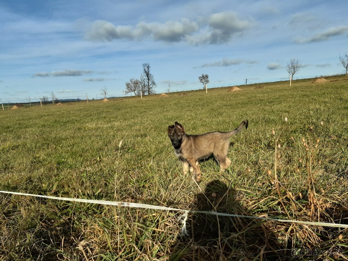 štěně - fenka - 7