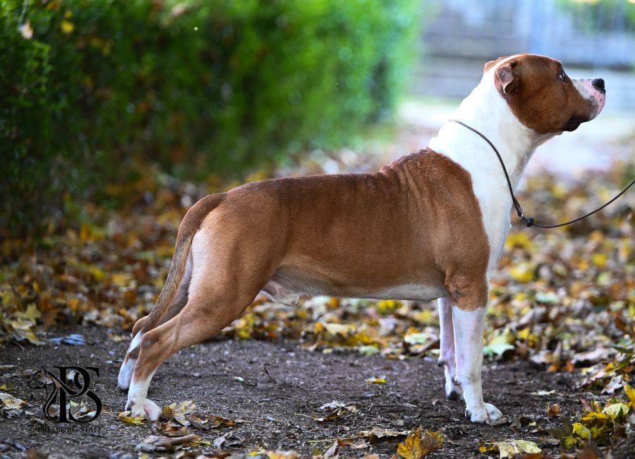 Psík Atrey 🐶 Americký Stafordšírsky teriér s PP 🐾 🩵 - 7