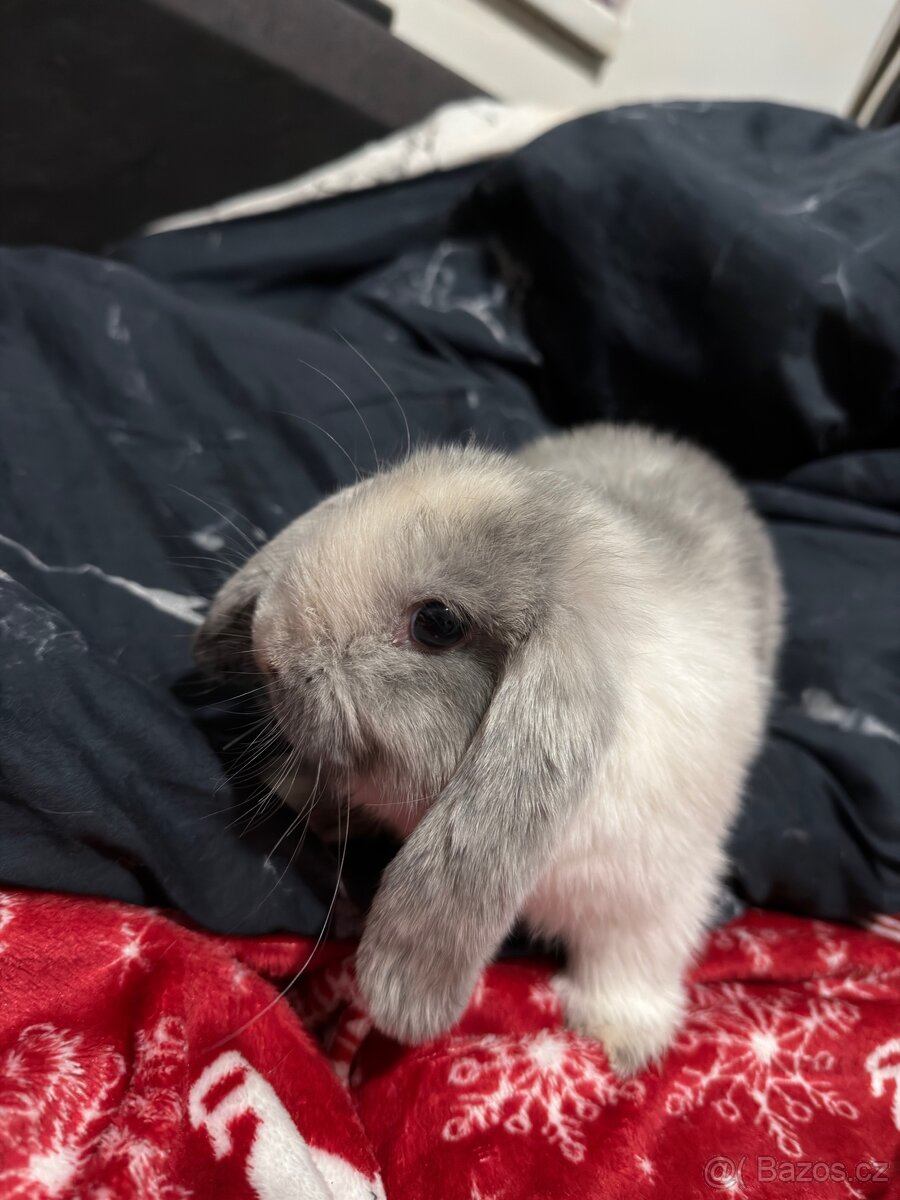 Minilop holčička - 7