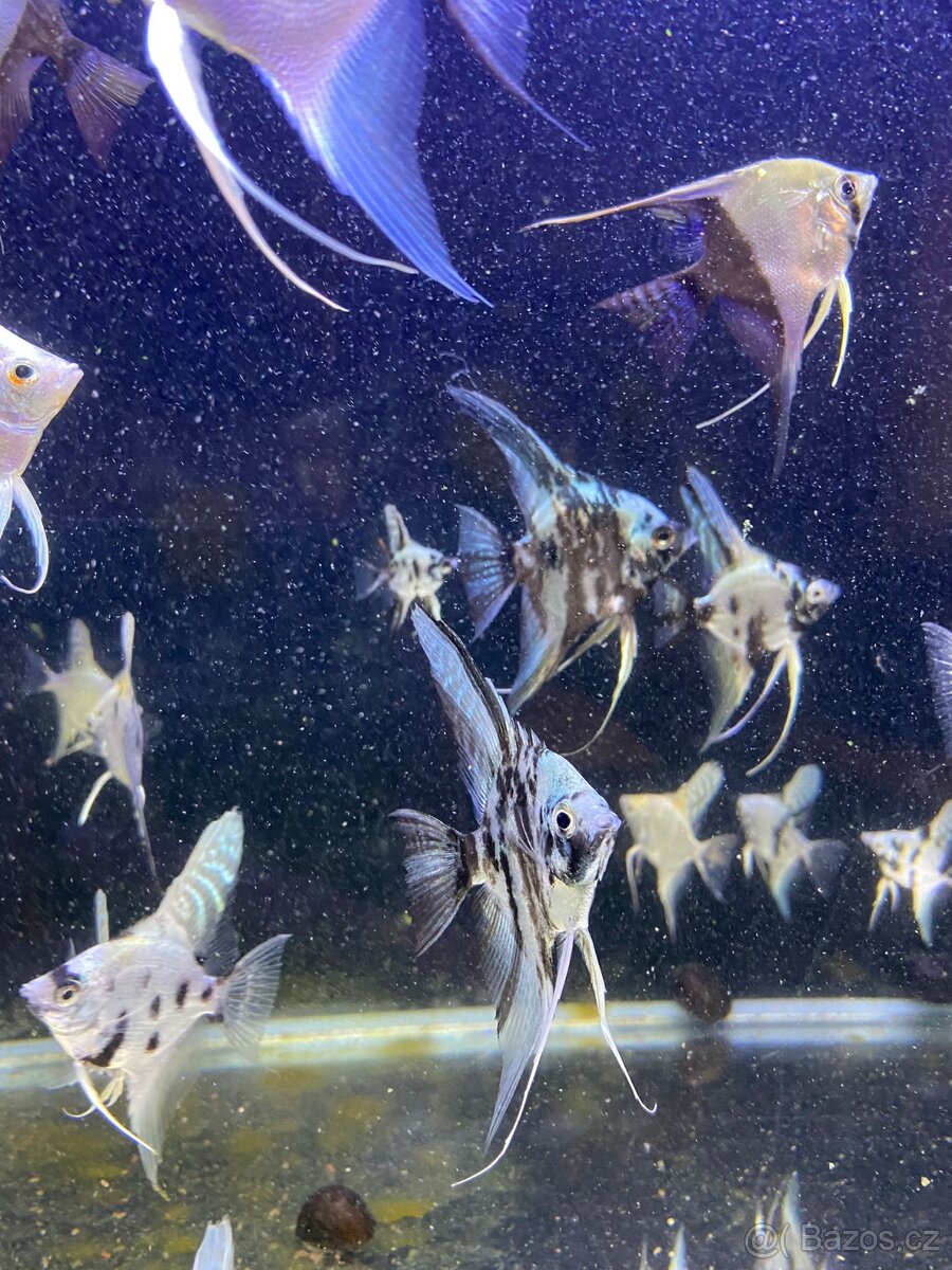 Skalára amazonská - 7