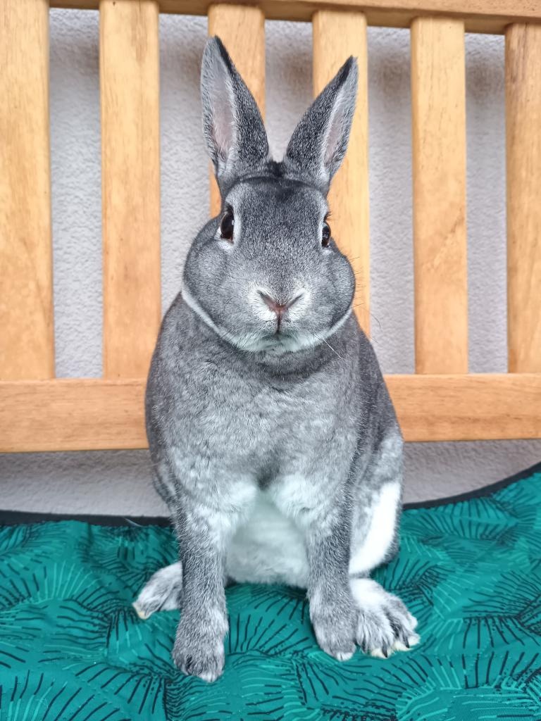 Zakrslý rex činčilový s PP - 7