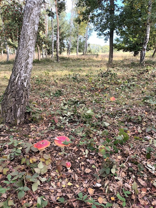 Lesní pozemek - 7